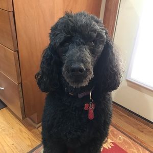 Meet your Posher, Patricia